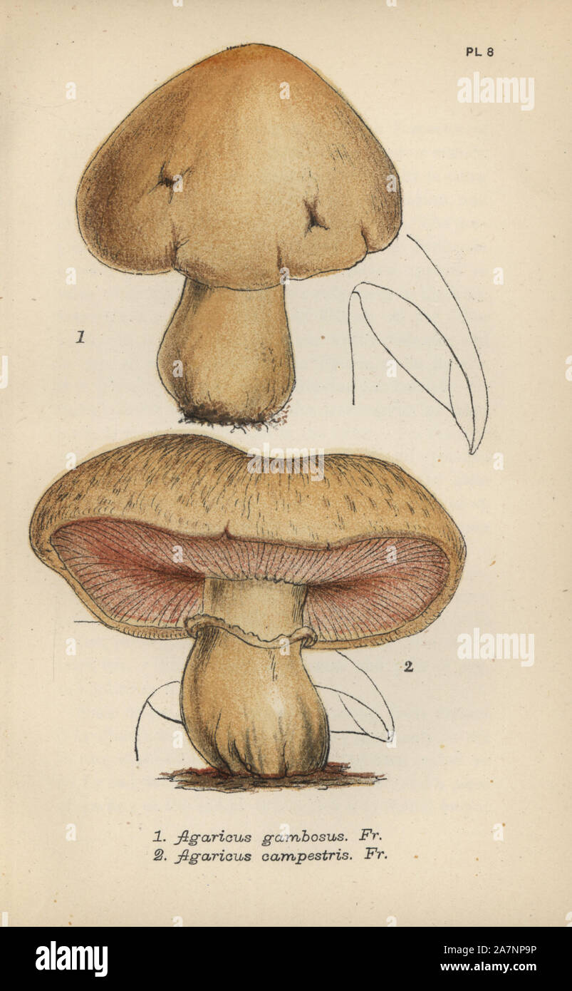 محمد كوفي: التعادل مع مصر نتيجة إيجابية وصلاح أخطر لاعبي الفراعنة